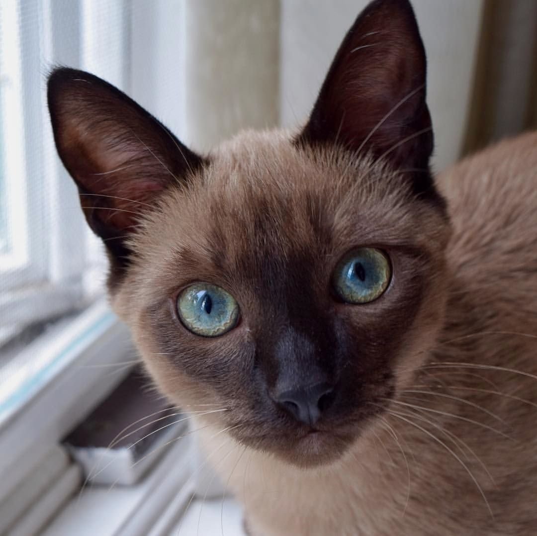 Мраморная Сиамская кошка