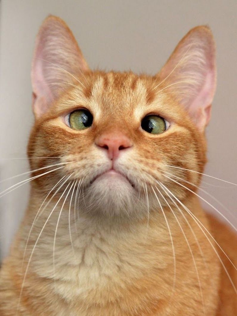 Косоглазый рыжий кот
