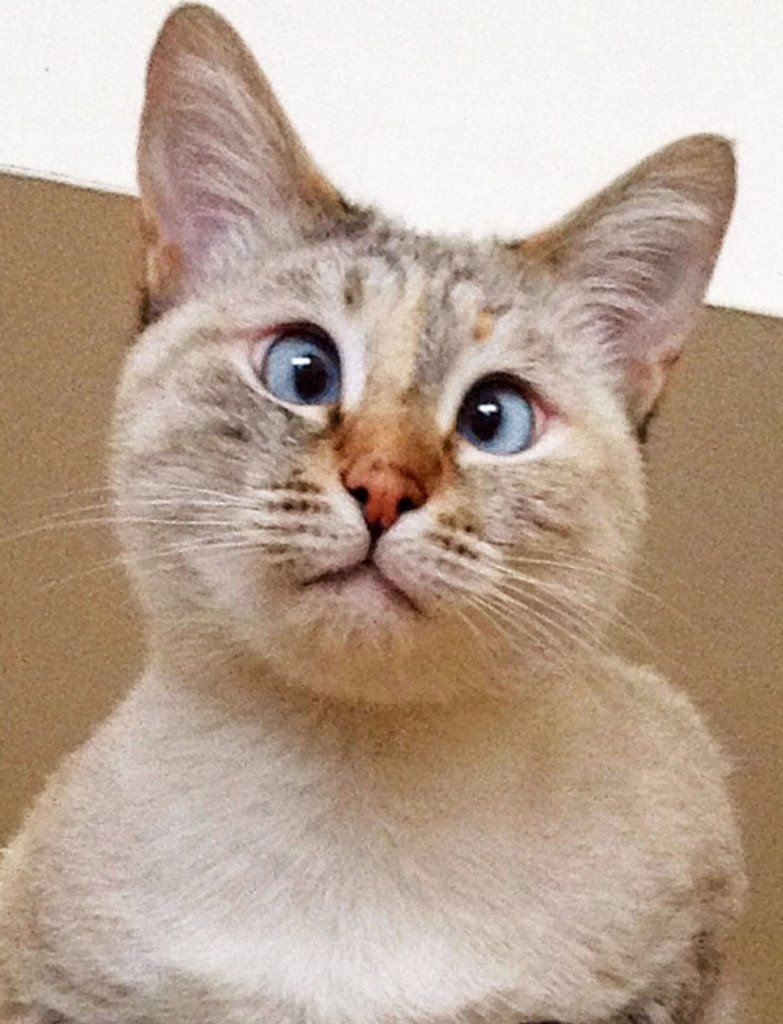 Косоглазие у кошек