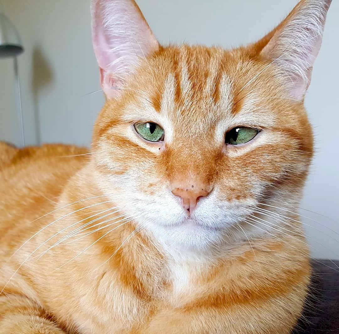 Косоглазые кошки порода