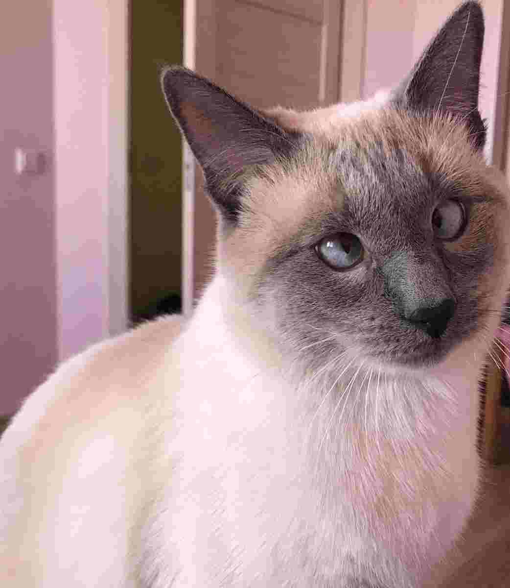 Тайская кошка табби Пойнт с косыми глазами