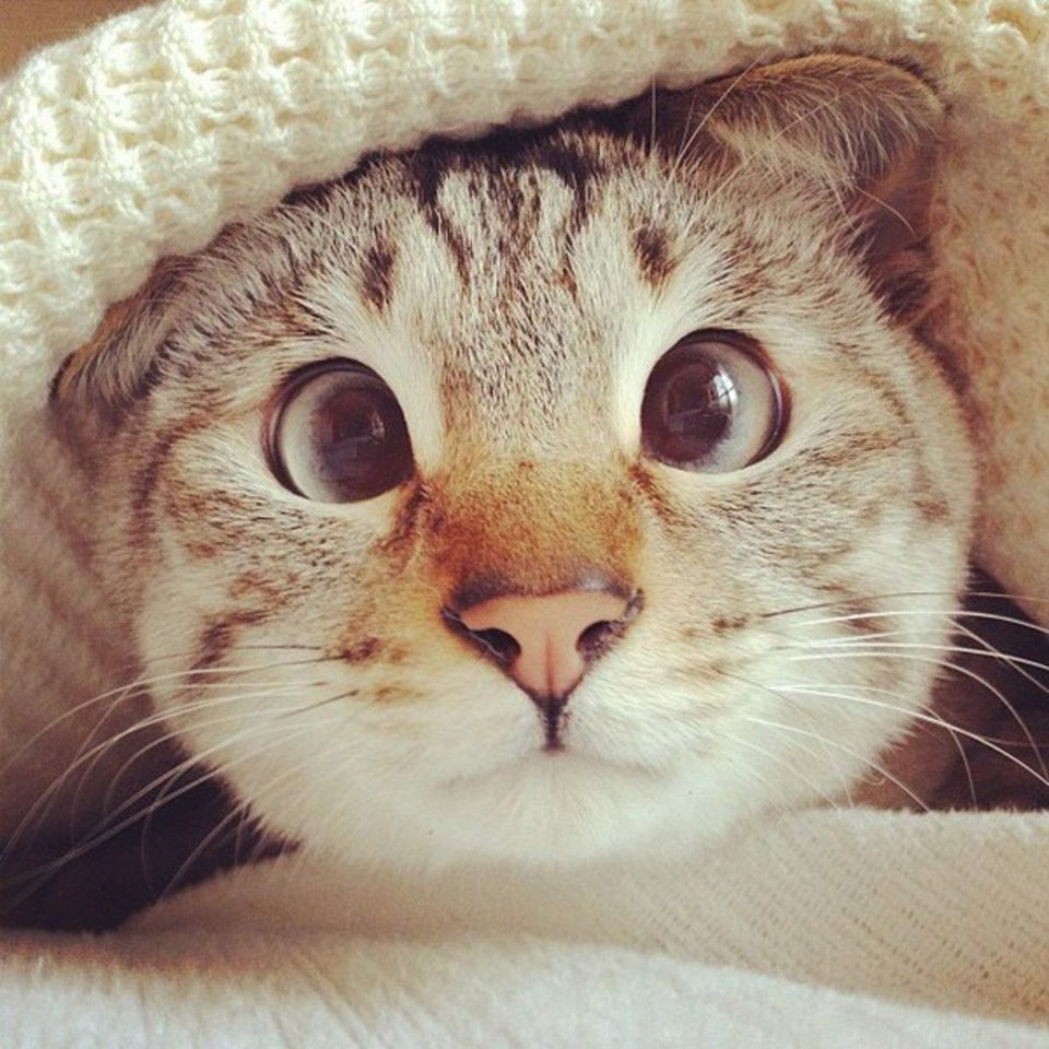 Милая кошка