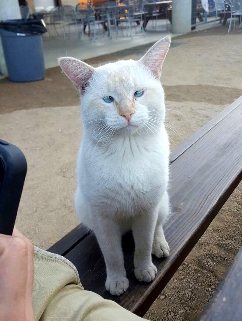 Порода кошек с косыми глазами