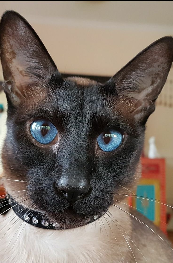 Сиамская кошка чистокровная