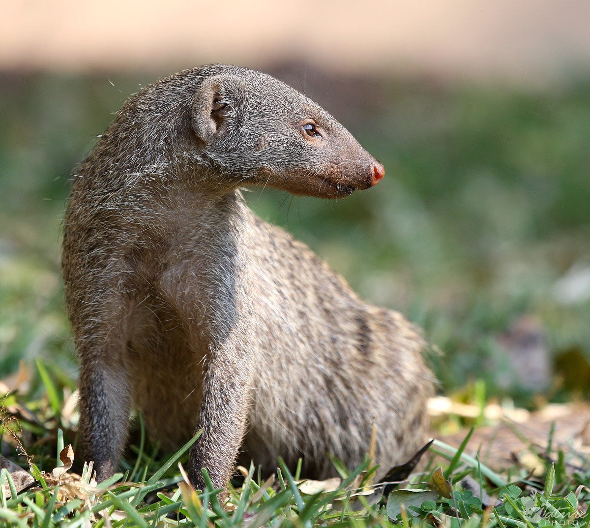 Египетский Мангуст