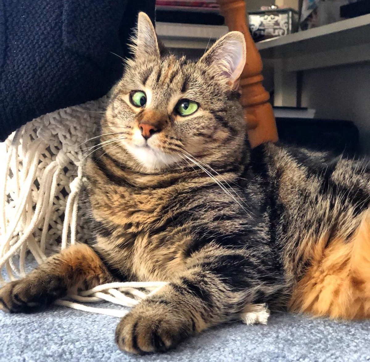 Косоглазый кот