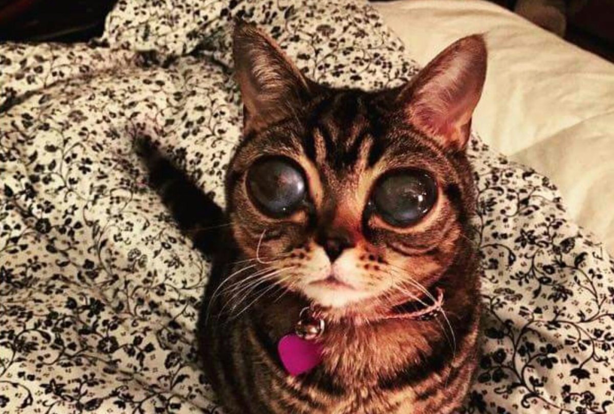 Необычный кот