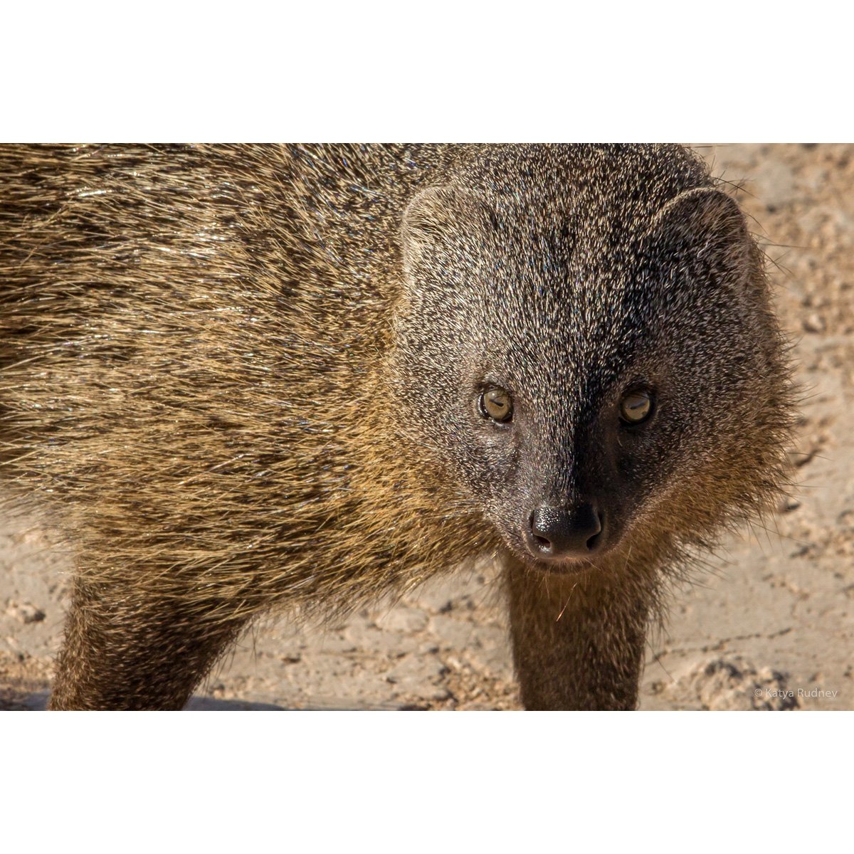 Мангуст ихневмон