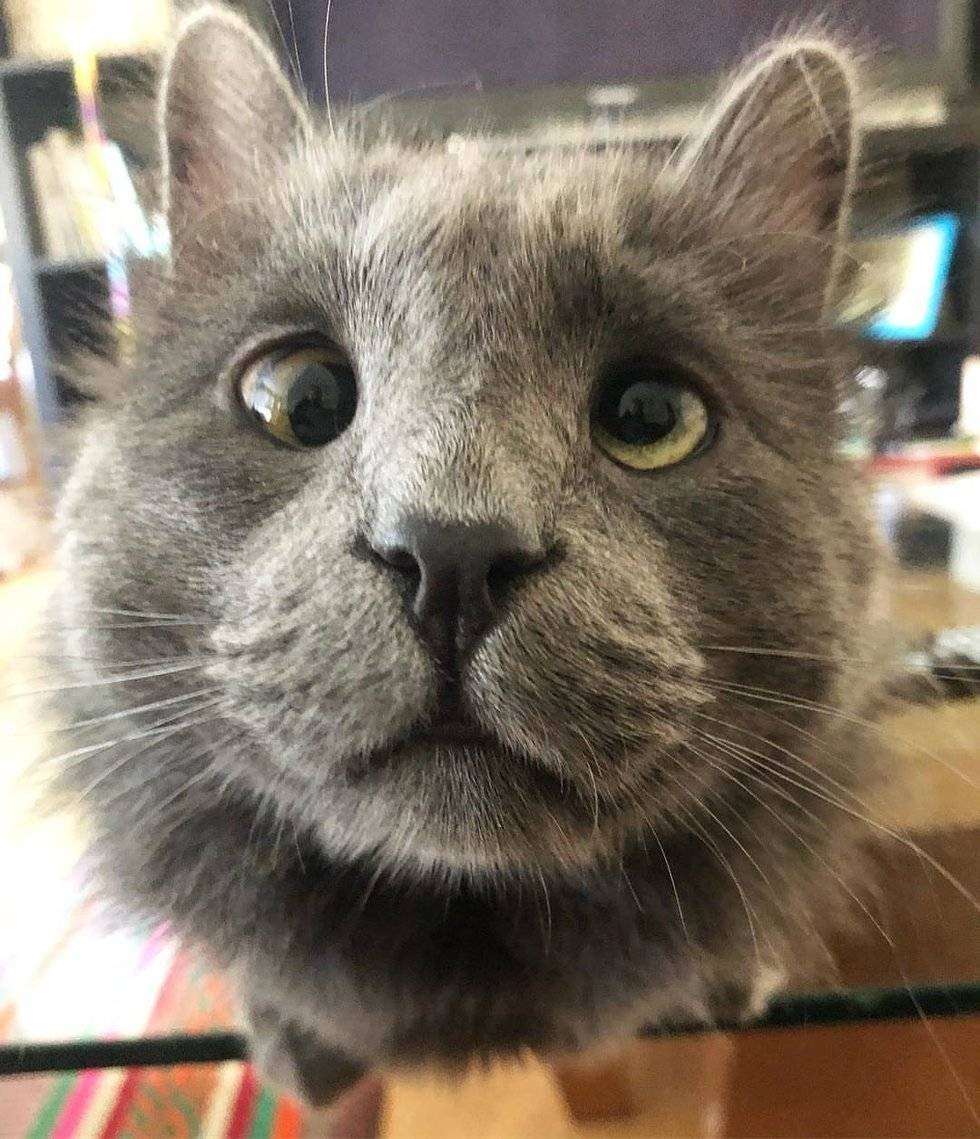 Косоглазый кот Джарвис