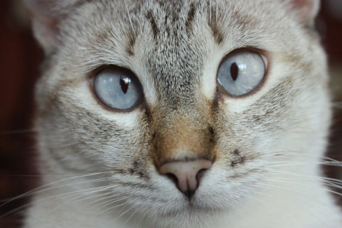 Тайская косоглазая кошка