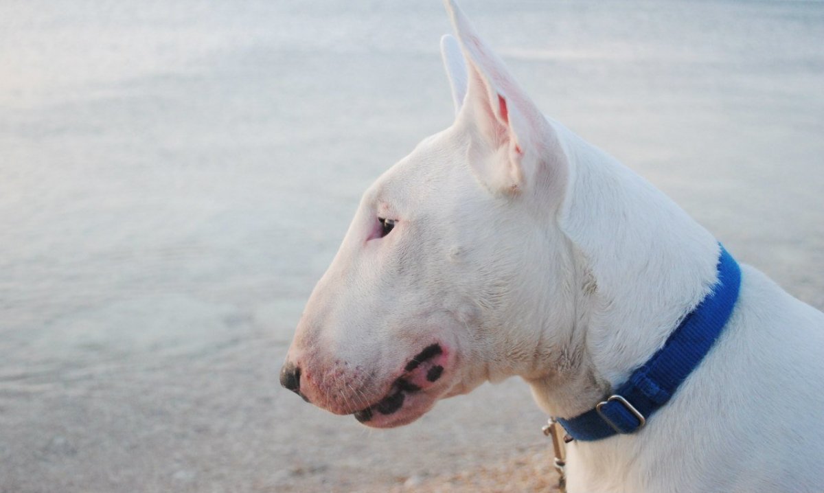 Бойцовский бультерьер