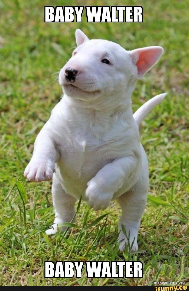 Порода мини бультерьер