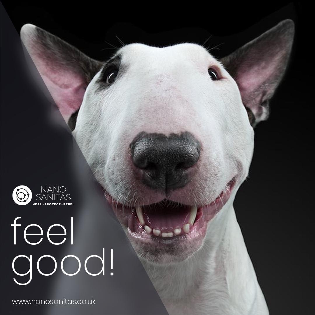 Бультерьер кобель