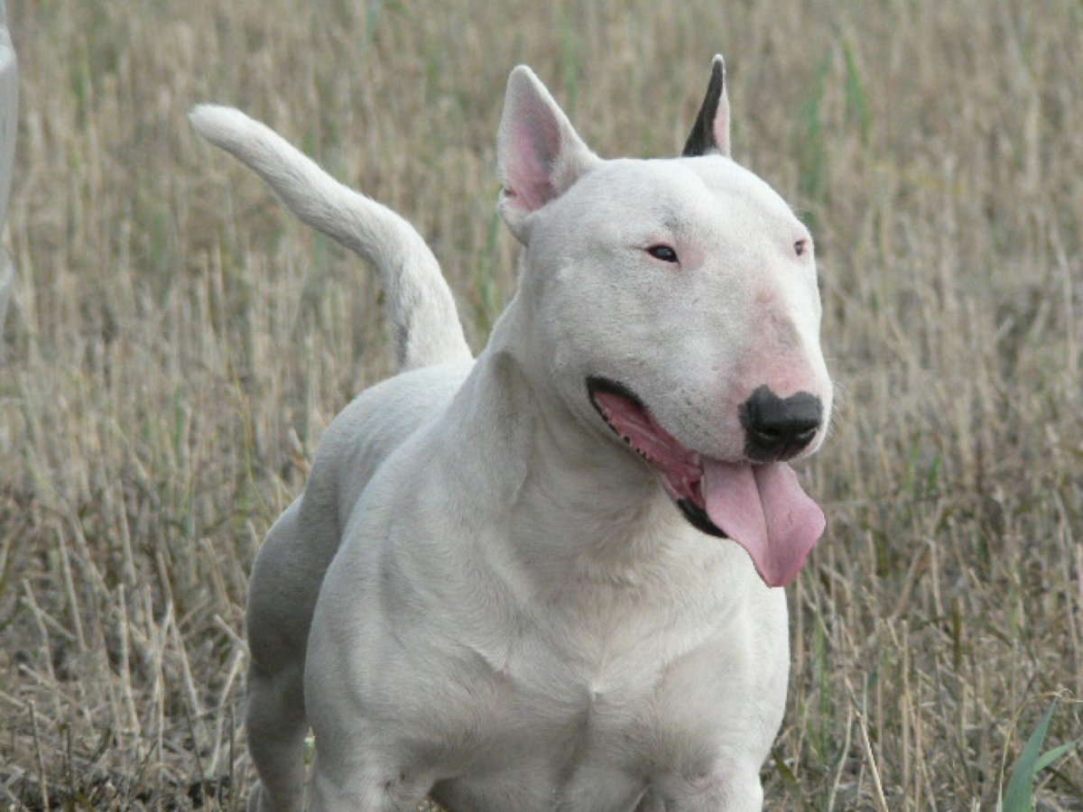 Бультерьер чистокровный