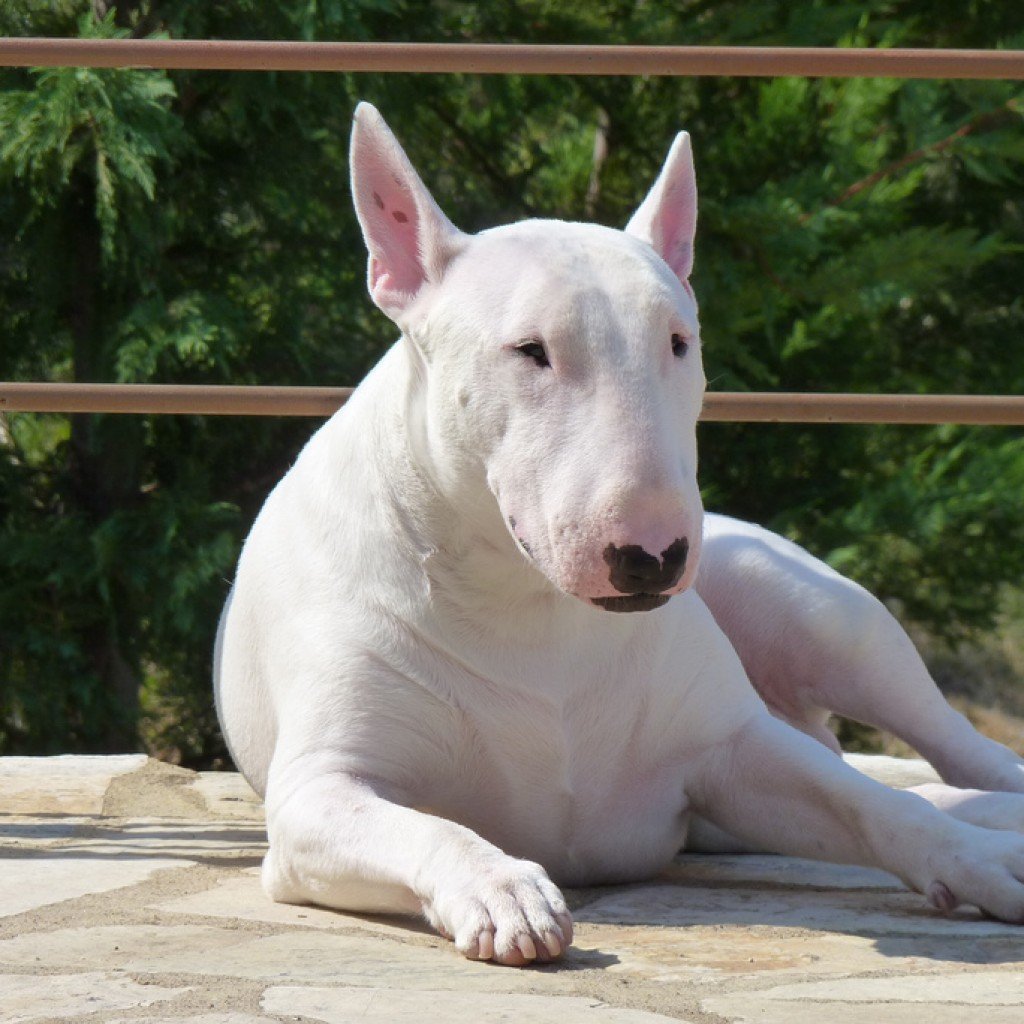 Бойцовская порода бультерьер