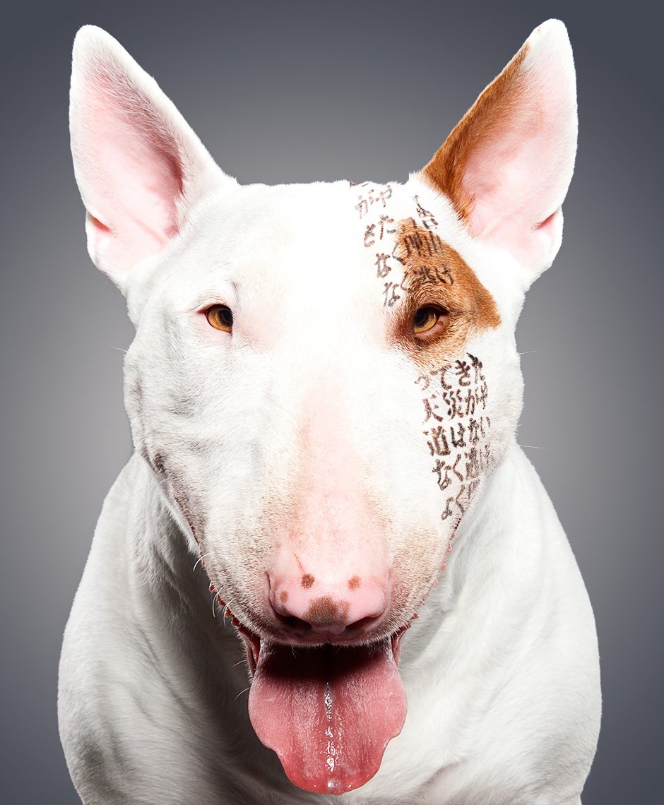 Бультерьер гетерохромия