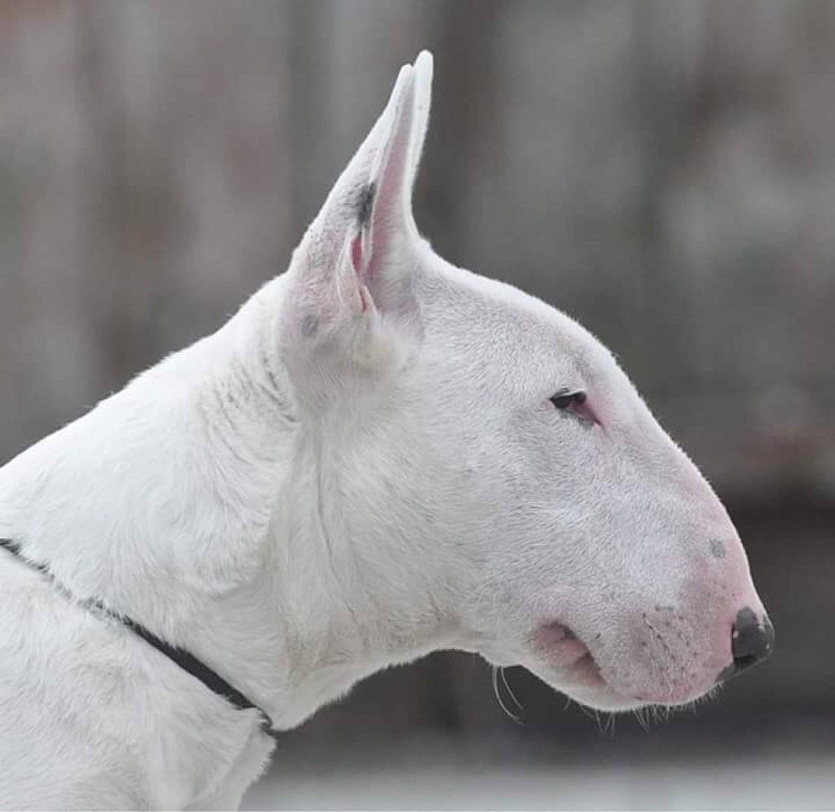 Бультерьер чистокровный