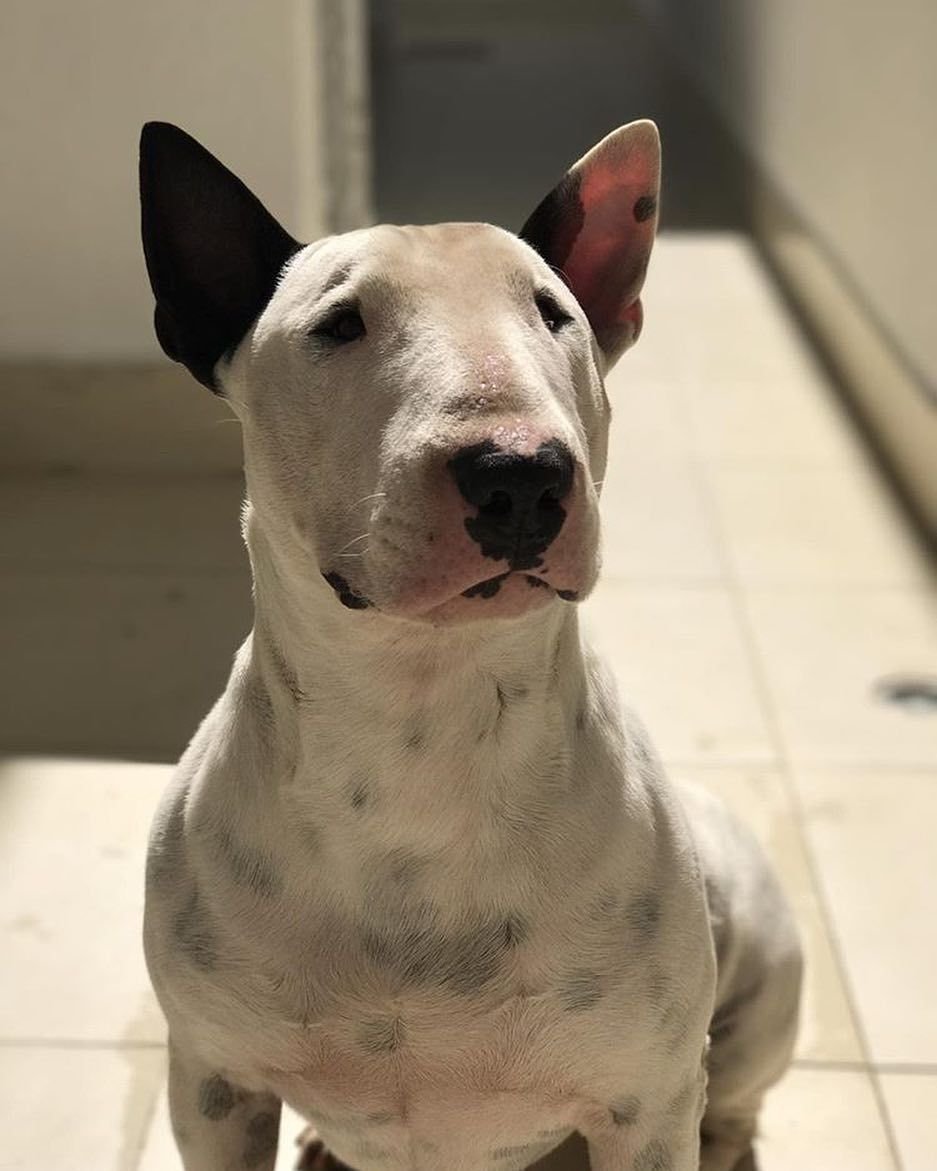 Бойцовский бультерьер