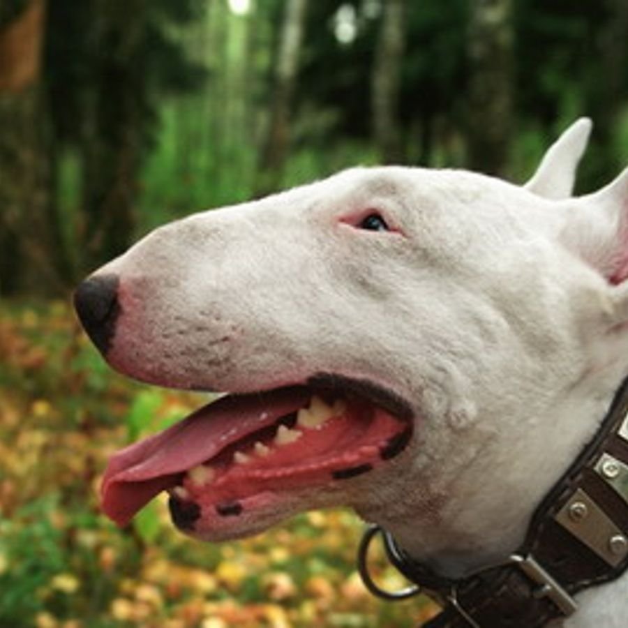 Бультерьер альбинос