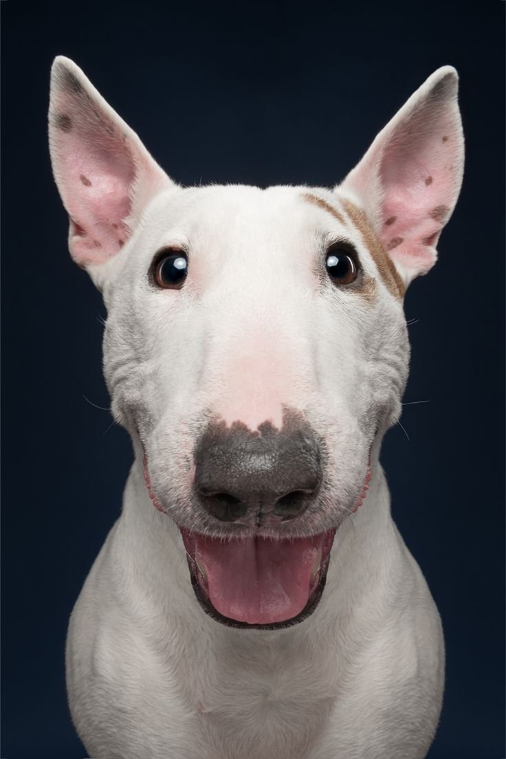 Бультерьер пятнистый