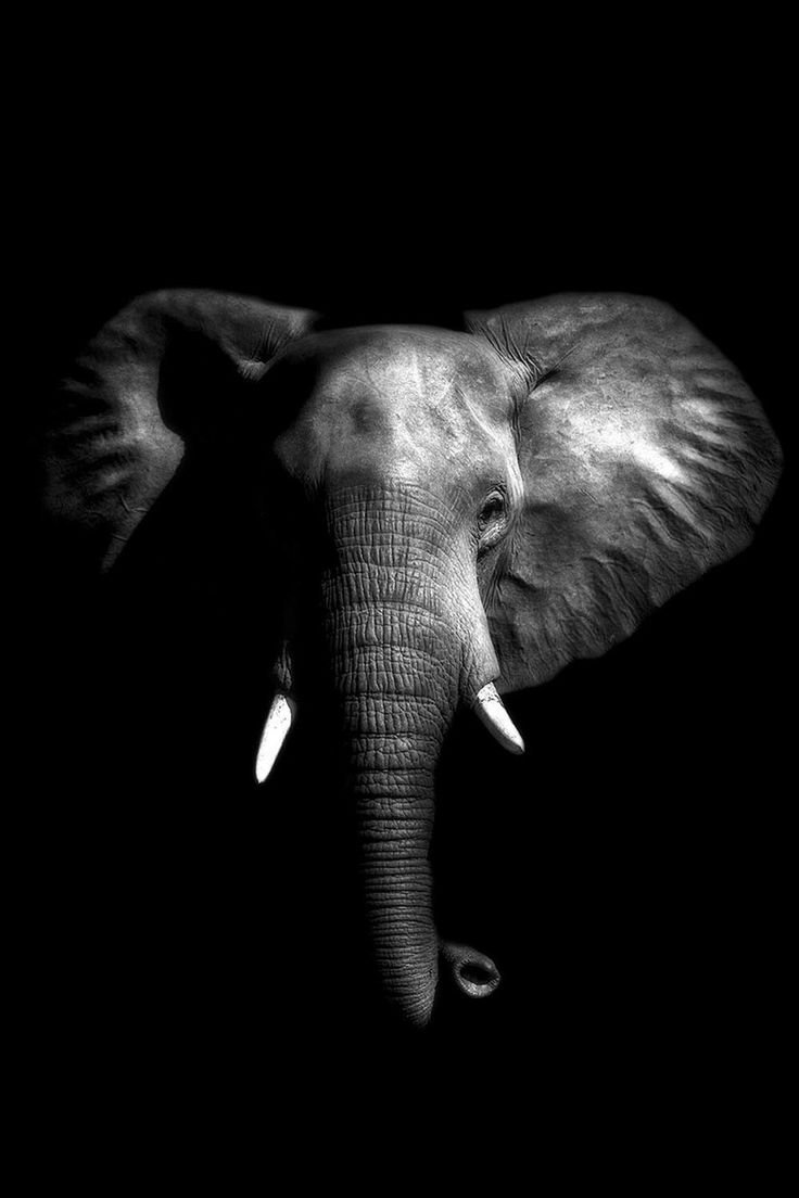 Слон на черном фоне