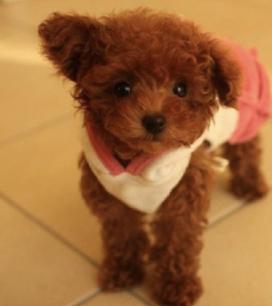 Пудель Тикап мини