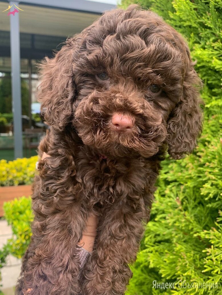 Карликовый пудель коричневый