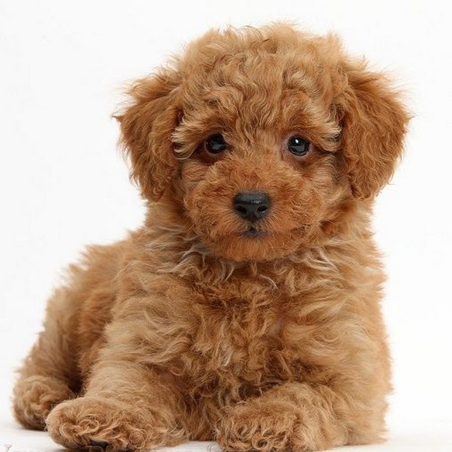 Пудель мальтипу рыжие