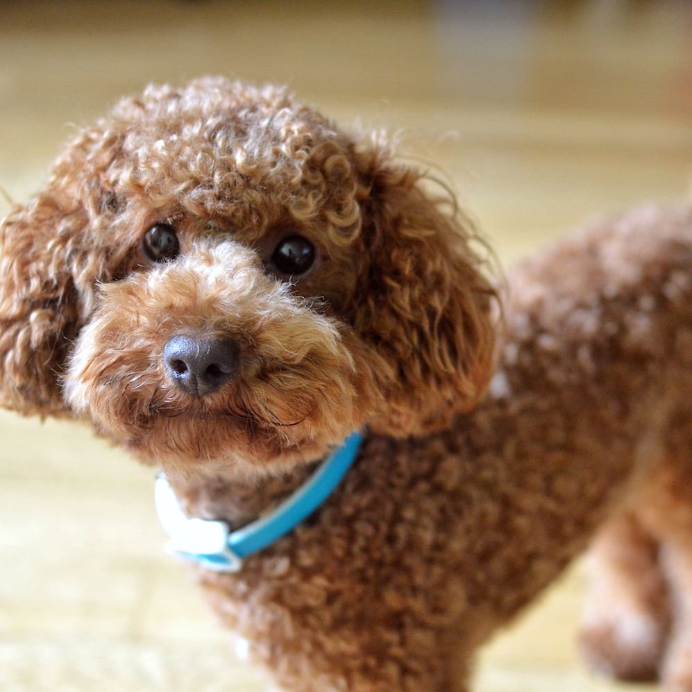 Пудель мальтипу рыжие