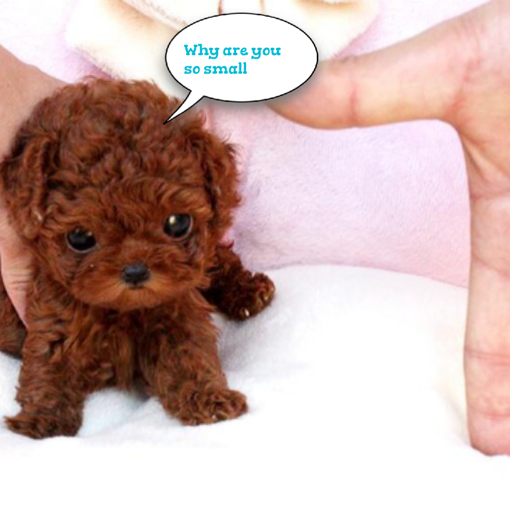 Карликовый пудель мальтипу