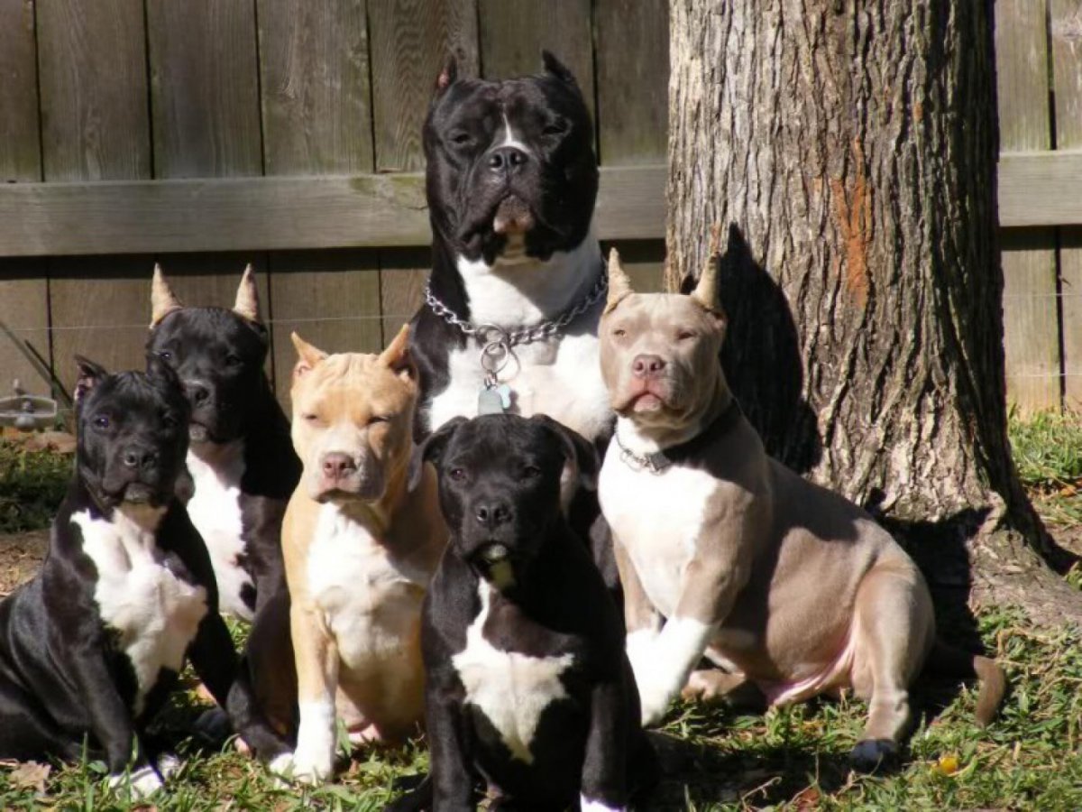 Бультерьер Прайтер