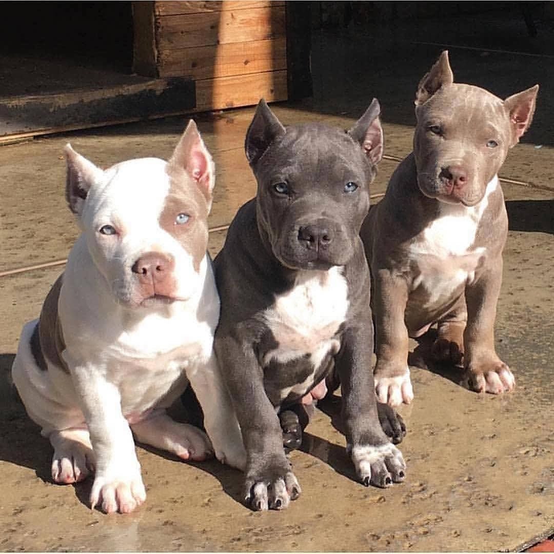 Американский питбультерьер и Прайтер