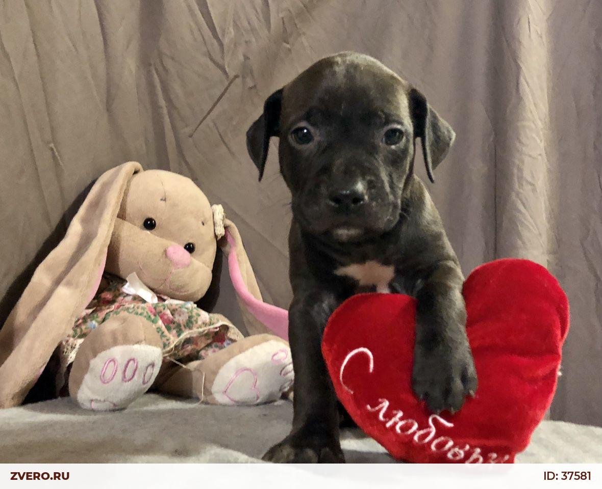 Щенок забронирован