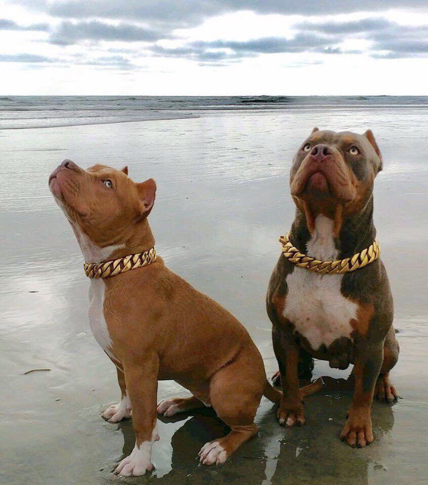 Прайтер собака и питбуль