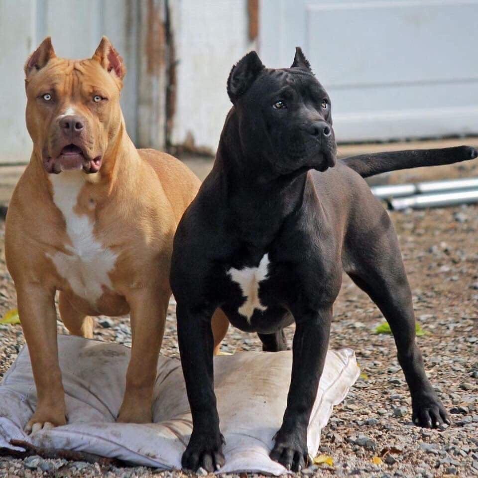 Питбультерьер стандарт породы