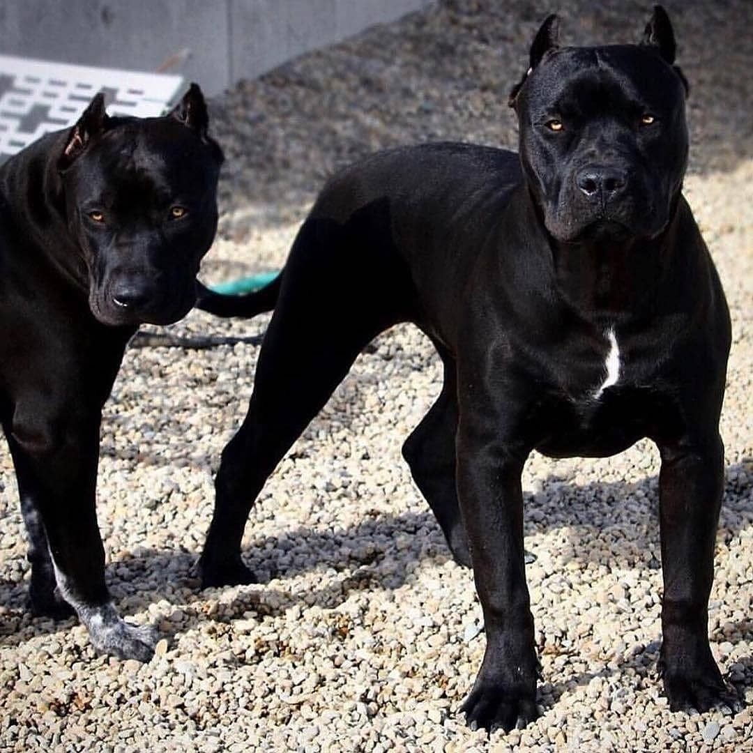 Кане Корсо и стаффордширский терьер