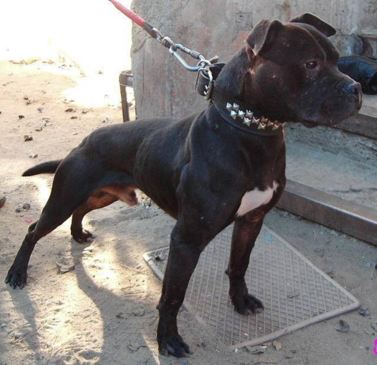 Американский бандог бультерьер