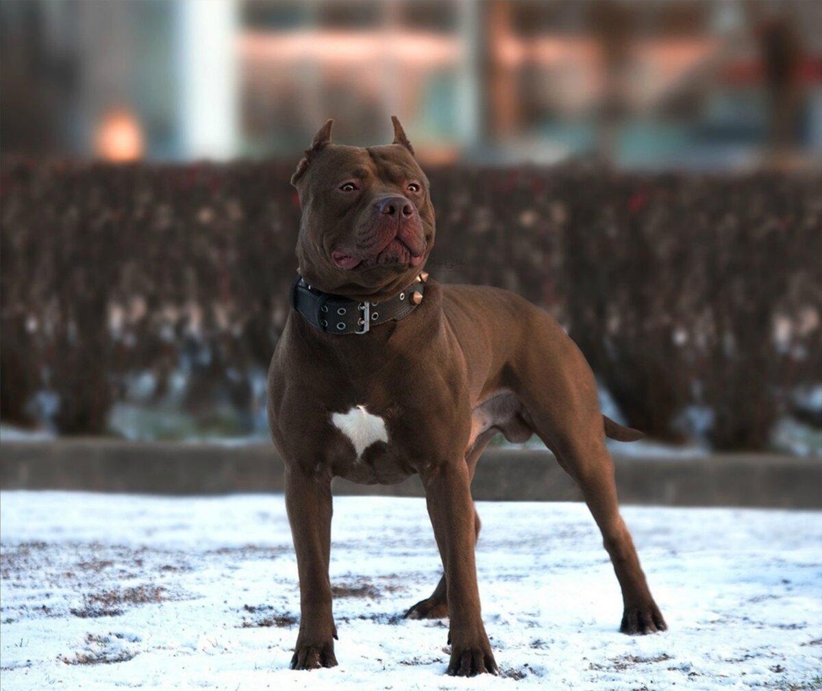 Порода собак Прайтер