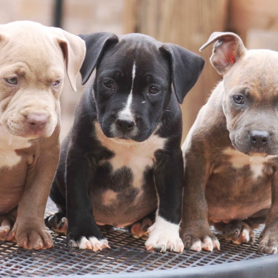 Питбуль щенок