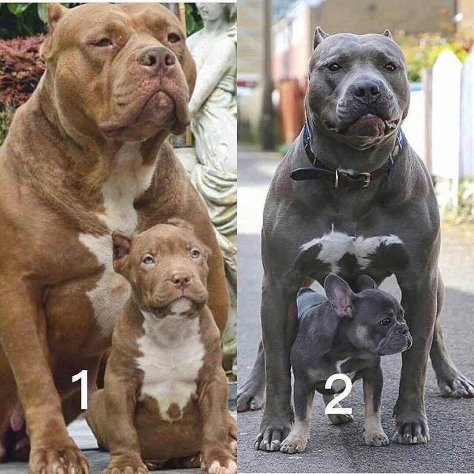 Стаффордширский питбультерьер