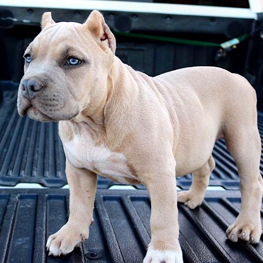 Голубой Прайтер