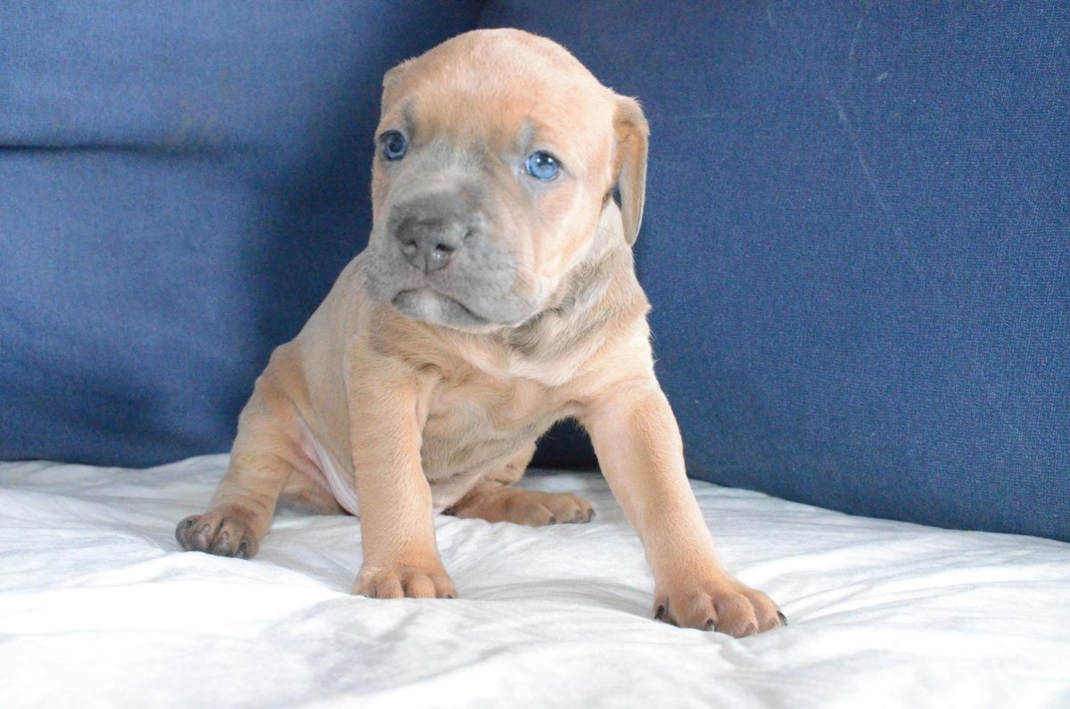 Коричневый щенок Прайтера