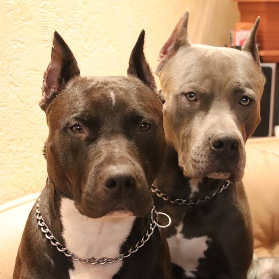 Порода собак Прайтер