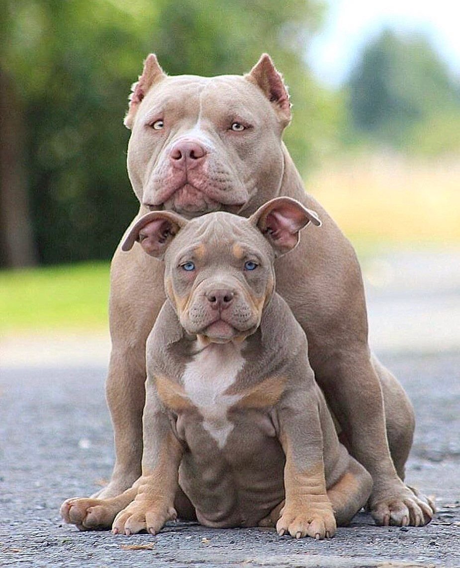 Американский питбуль терьер