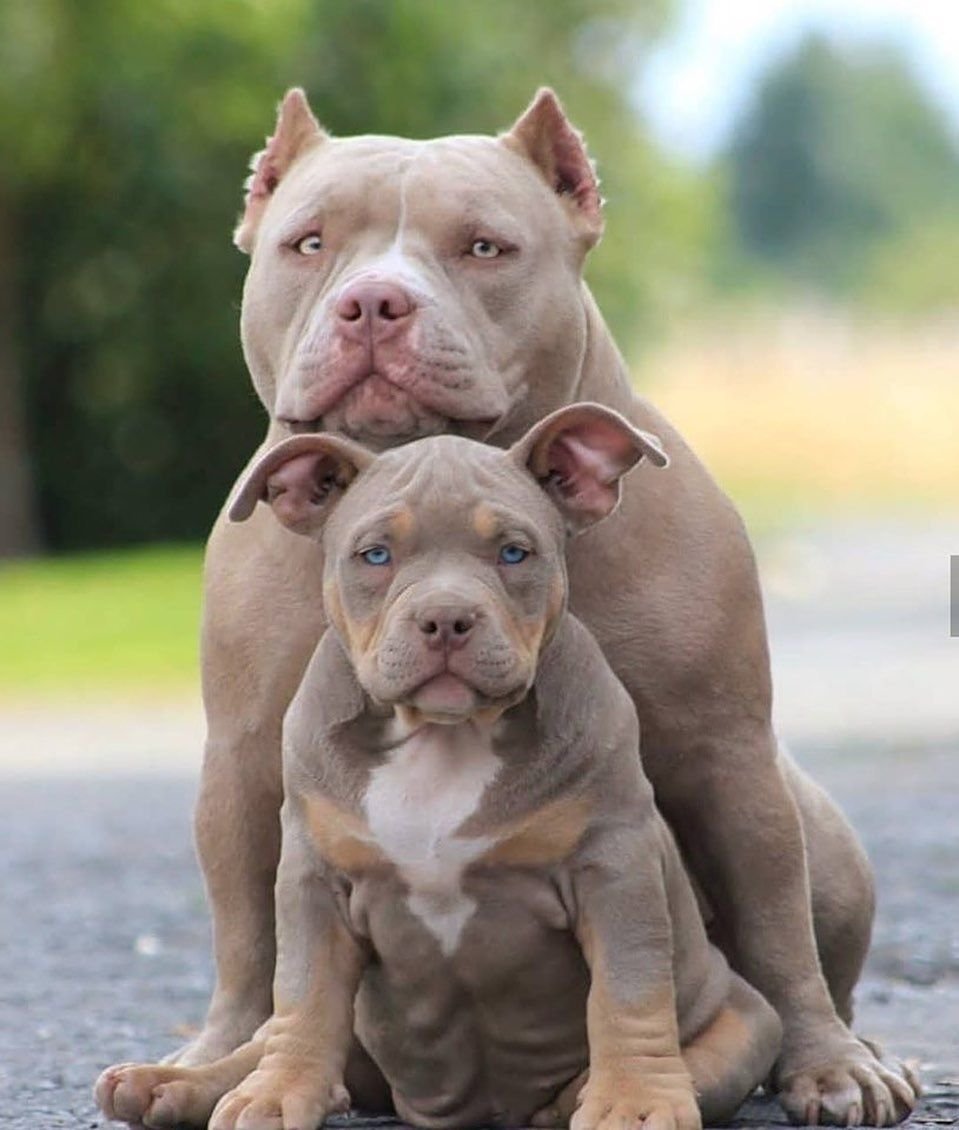 Стаффордширский терьер булли