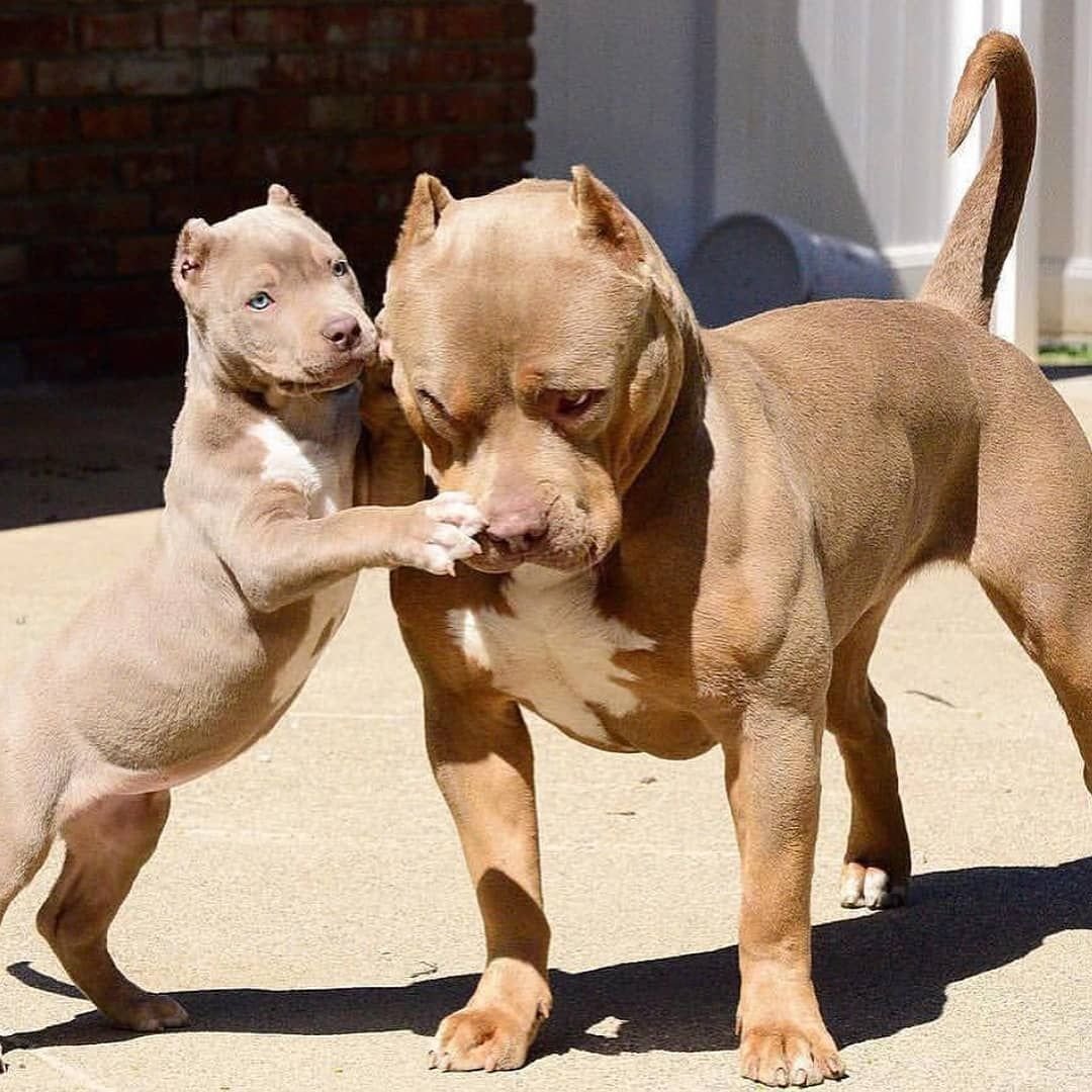 Стаффордширский терьер миостатин