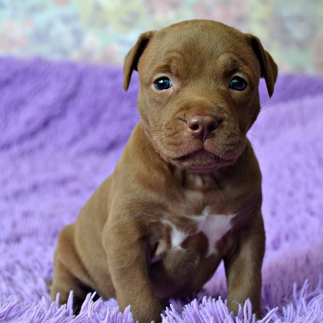 Американскийпетбуль Триеер