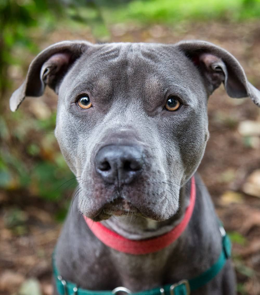 Американский питбультерьер