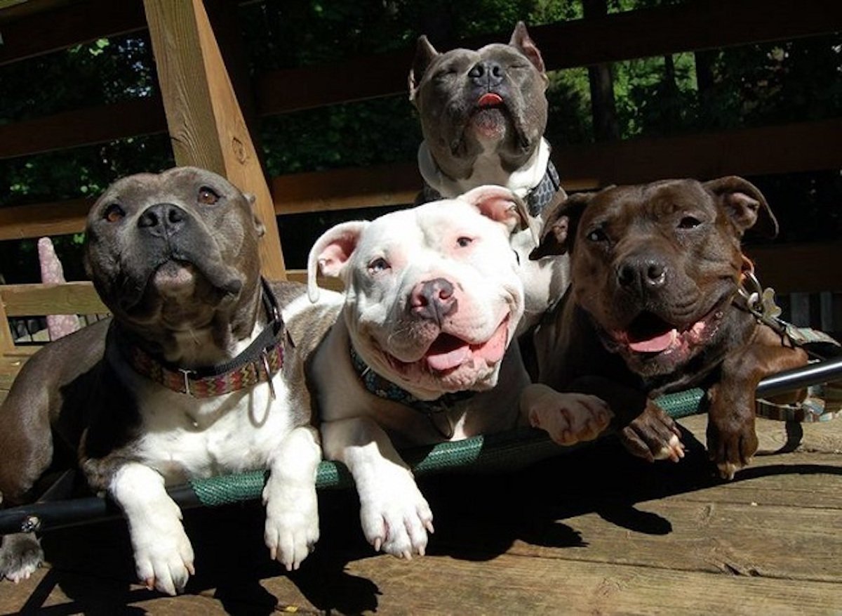 Питбуль Прайтер