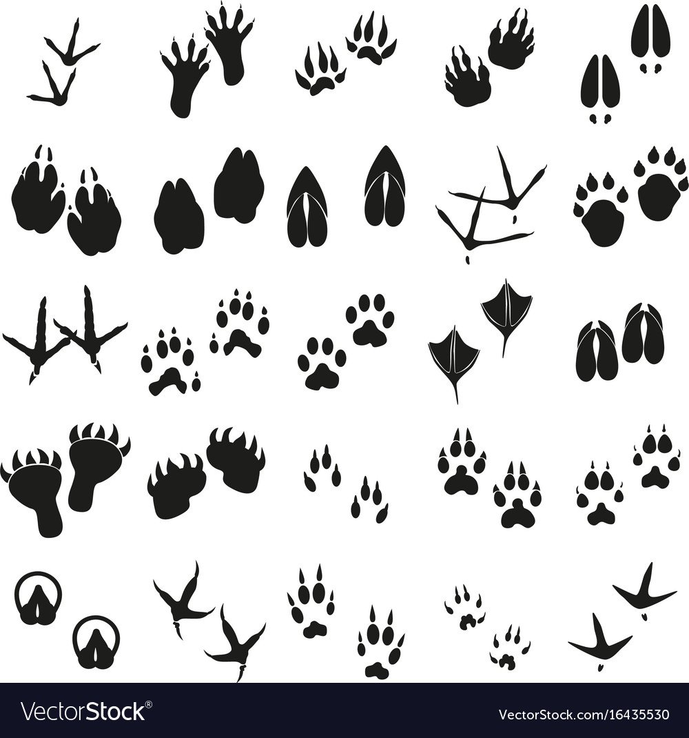 Следы животных и птиц